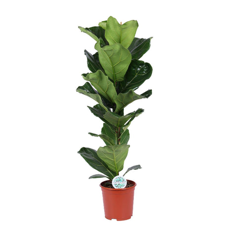 Ficus Lyrata - Ø21cm - ↕90cm