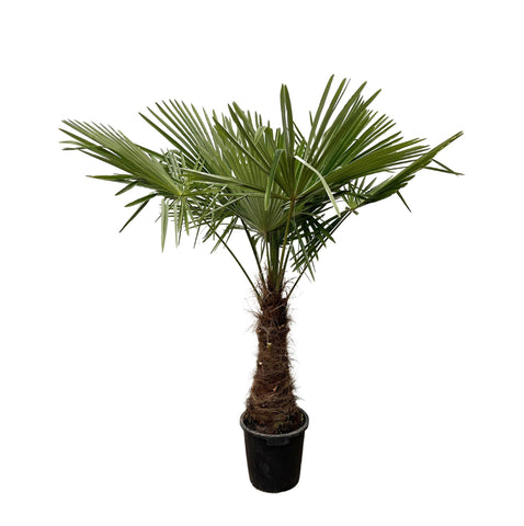 Trachycarpus - 235cm- Ø45