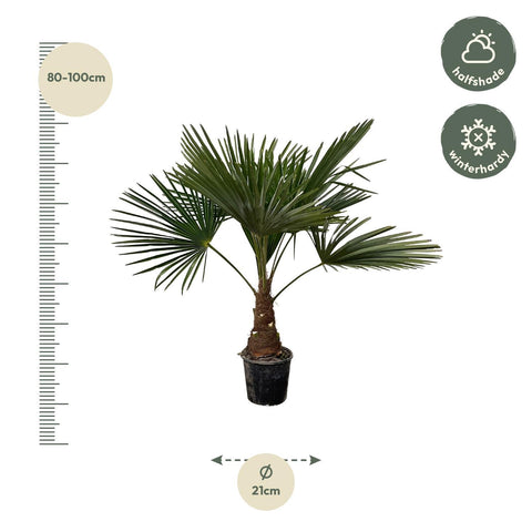 Trachycarpus - 90cm- Ø21