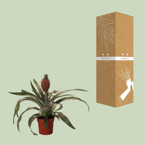 Ananas  Rosita - Ø12cm - ↕35cm