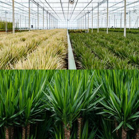 Dracaena ↨70cm - Ø17cm + Yucca ↨90cm - Ø17cm