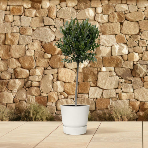 Laurus Nobilis Stamm - 180 cm - ø40
