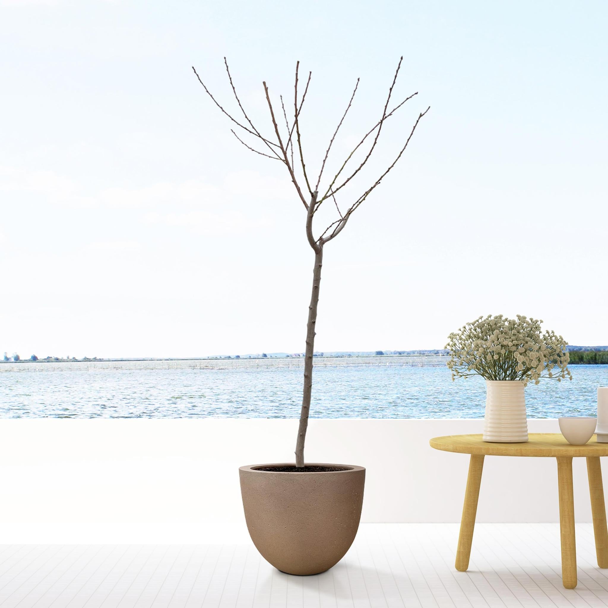 Juglans Walnuss - 170 cm - ø27