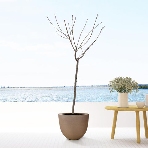 Juglans Walnuss - 170 cm - ø27