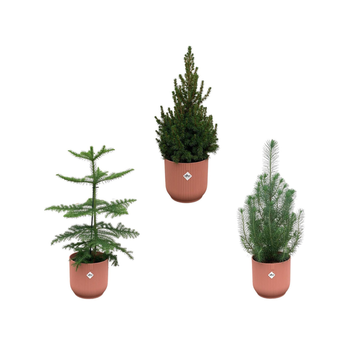 Weihnachtspaket - Araucaria (Zimmerfichte) + Pinus + Picea (Weihnachtsbäumchen) inklusive Elho Vibes Fold Rund Rosa Ø18-22 - 50-60 cm