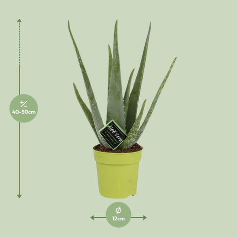 Aloe Vera - Ø12cm - ↕45cm