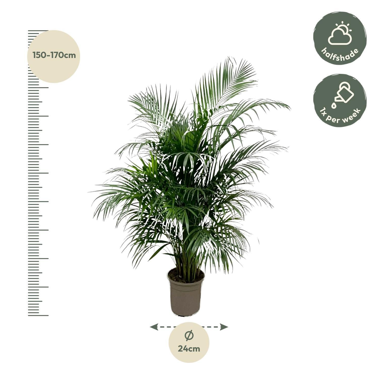 Dypsis Lutescens (Areca palme) 160 cm - ø24