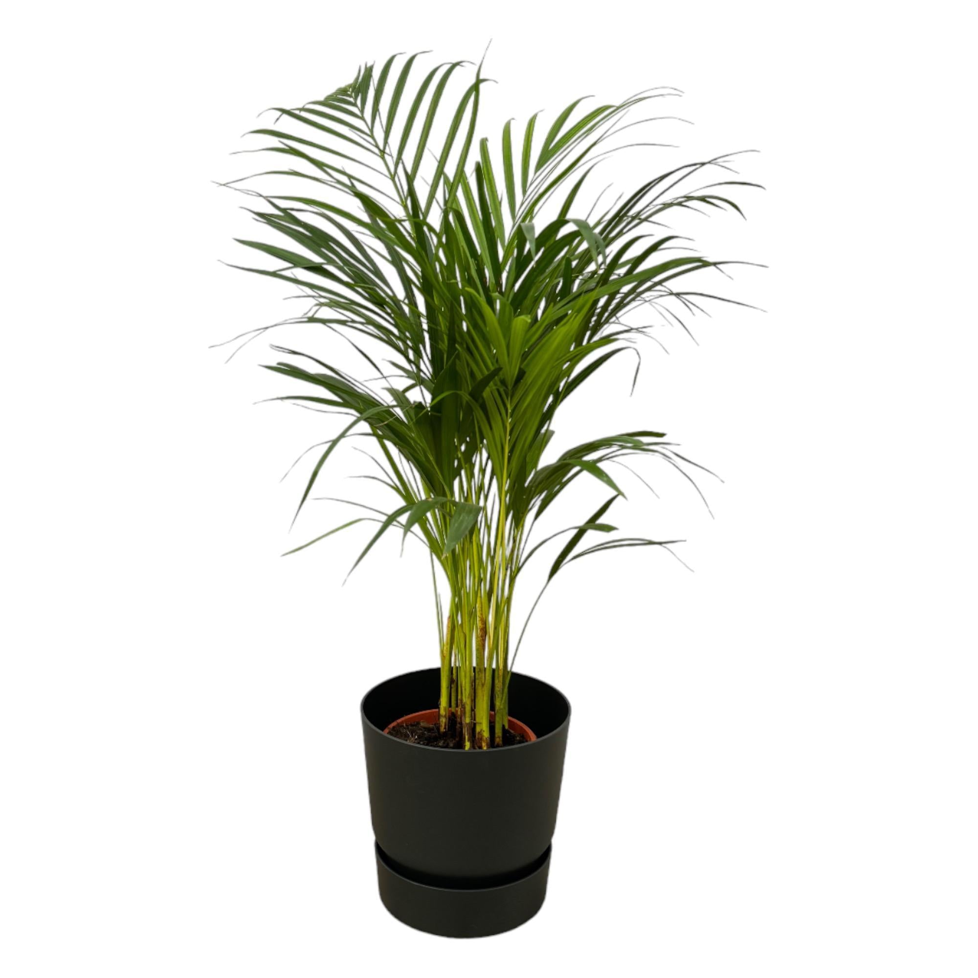 Areca Palme - ↨85cm - Ø19cm inkl. elho Greenville Rund Schwarz D24xH23