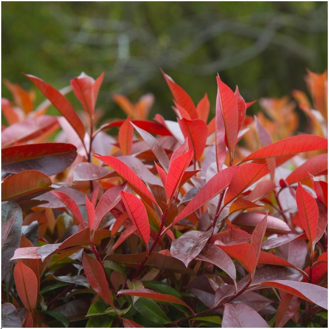 1 Meter Glanzmispel Hecke - Photinia fraseri 'Red Robin' - Pflanzenset mit 6 winterharten Heckenpflanzen - Immergrüne Hecke - Direkt von der Gärtnerei geliefert