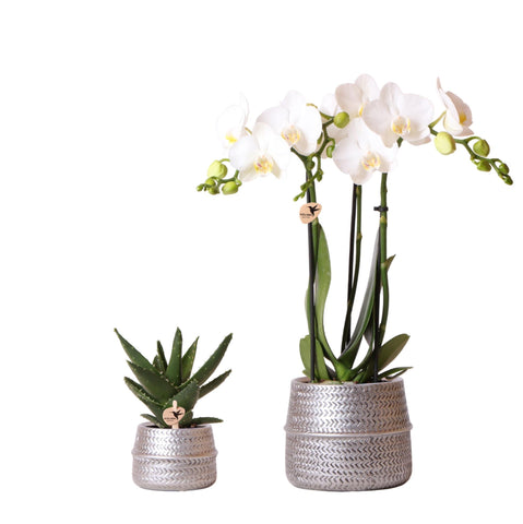 Kolibri Company - Pflanzenset Groove silber | Set mit weißer Phalaenopsis Orchidee Amabilis Ø9cm und grüner Sukkulente Crassula Ovata Ø6cm | inkl. silbernen Keramik-Ziertöpfen