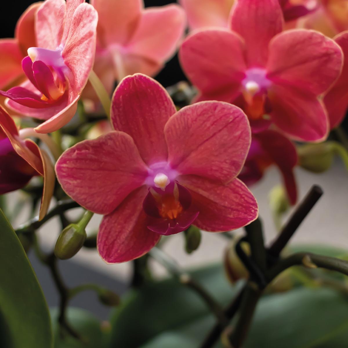 Kolibri Company - Komplettes Pflanzenset Scandic Terracotta | Grünes Pflanzenset mit oranger Phalaenopsis Orchidee und Sukkulenten inkl. Keramik-Ziertöpfe