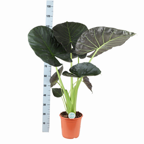 Alocasia Regal Shield Ø24cm - ↕110cm in Era Anthrazit Topf