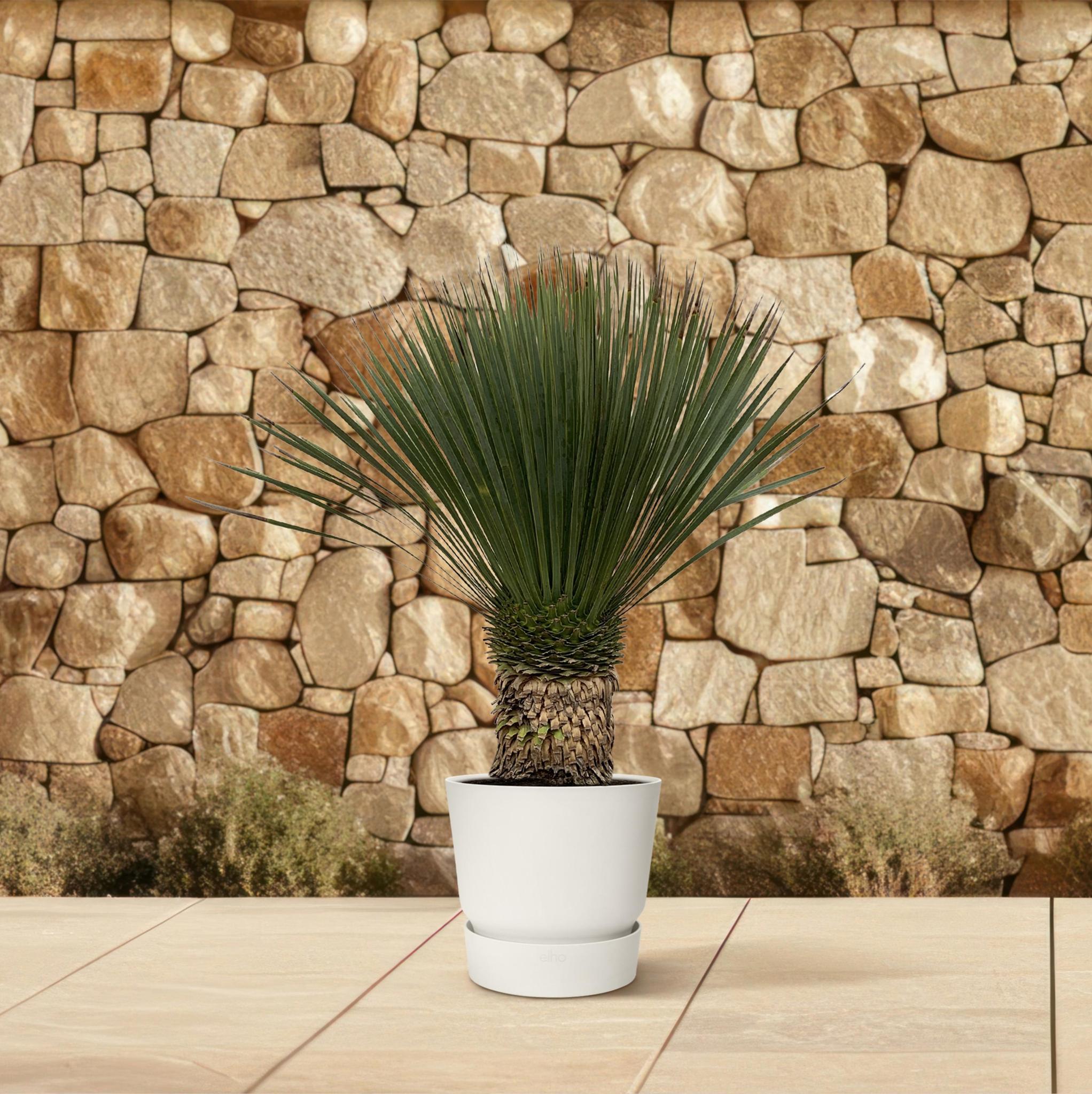 Yucca Rostrata - 120cm- Ø35