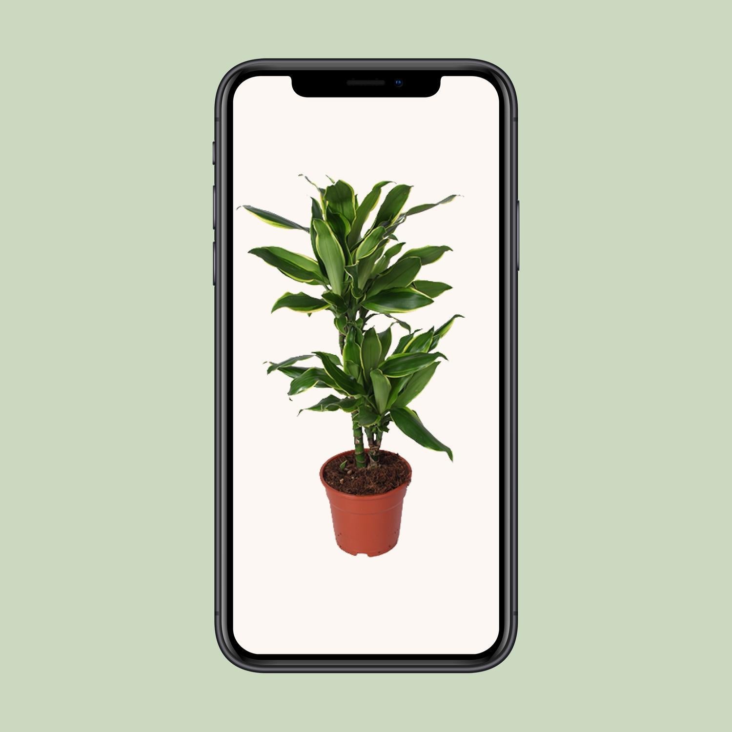 Dracaena Golden Coast - Ø17cm - ↕70cm