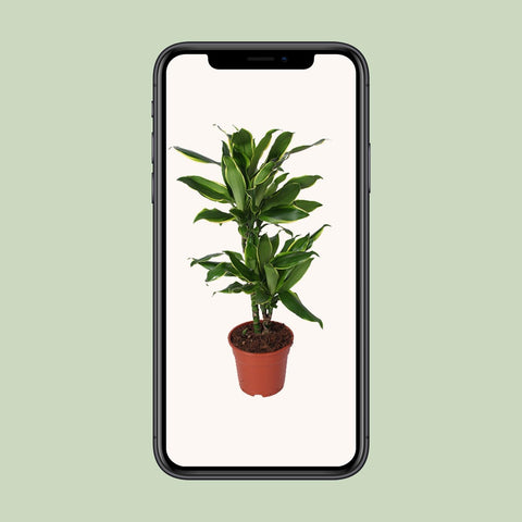 Dracaena Golden Coast - Ø17cm - ↕70cm