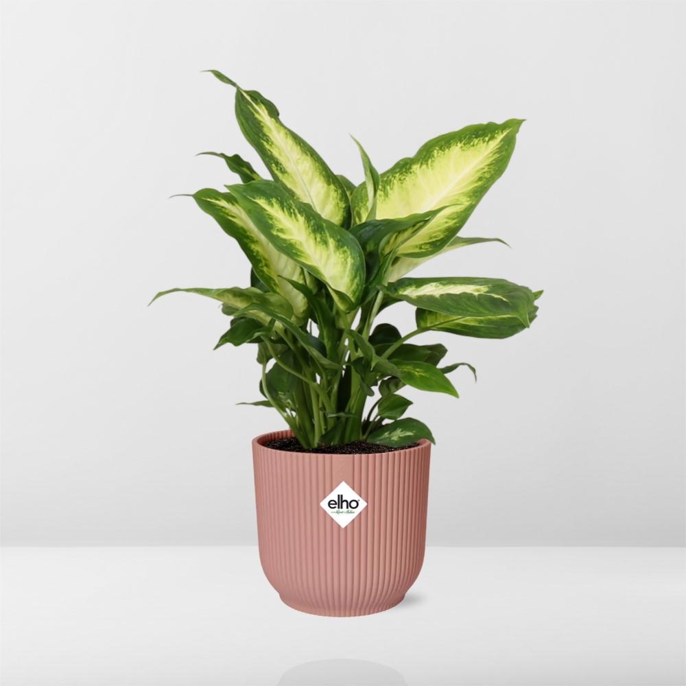 Dieffenbachia ‘Camilla’ in ELHO Vibes Fold 14cm Rosa