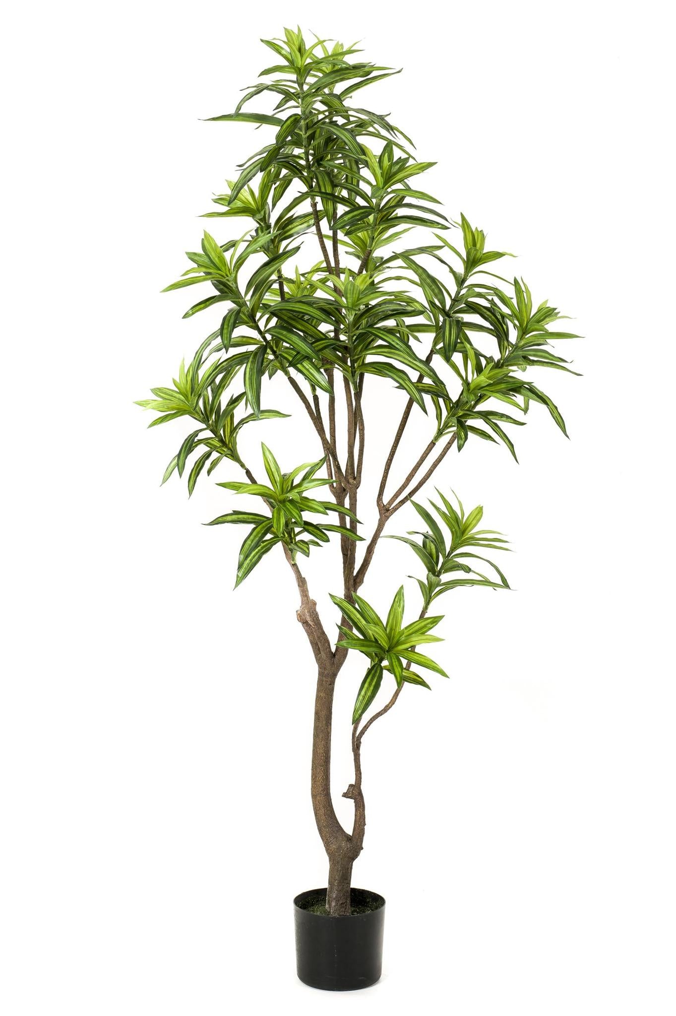 Kunstpflanze - Dracaena - Drachenbaum - 155 cm