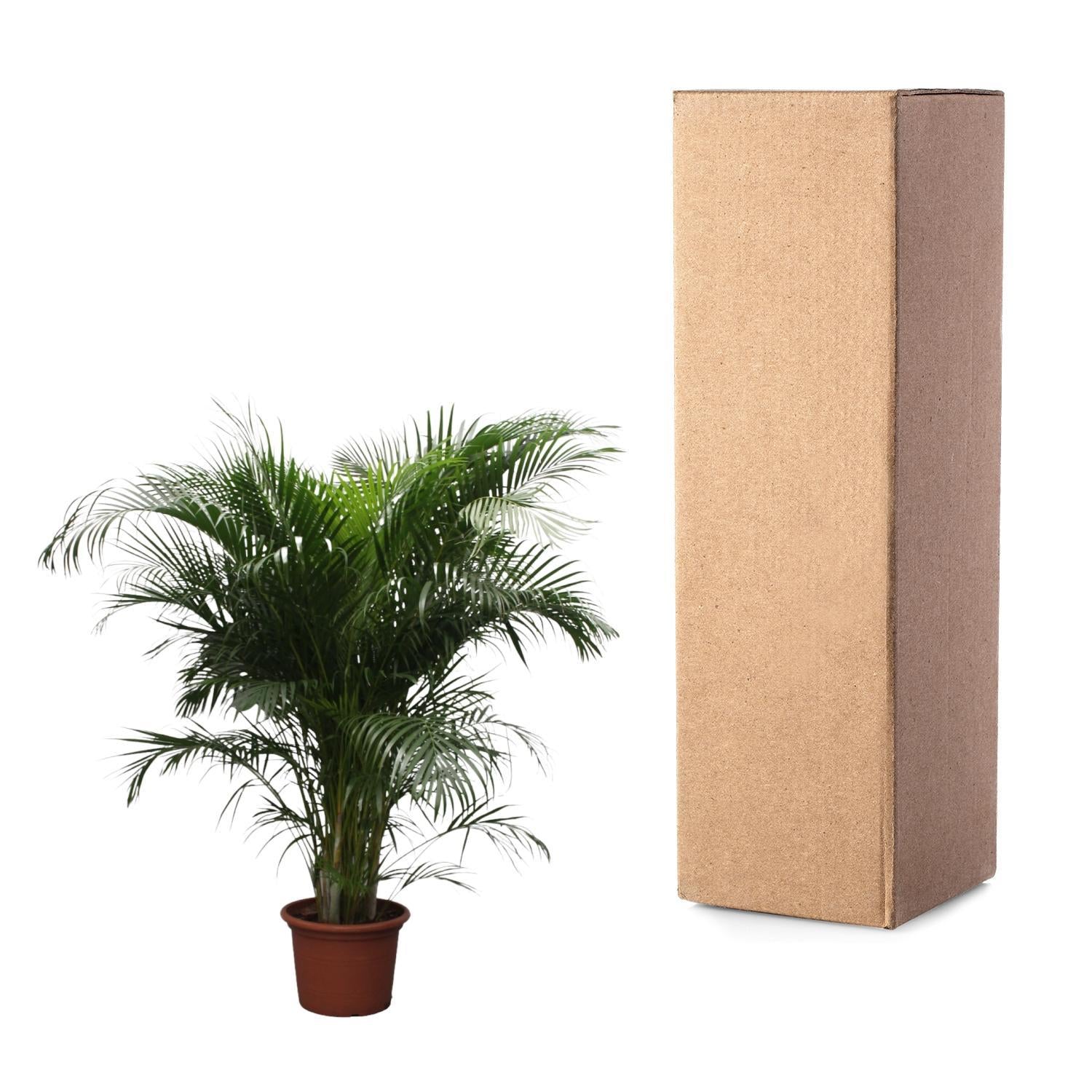 Dypsis Lutescens (Areca Palme) - 230 cm - ø40