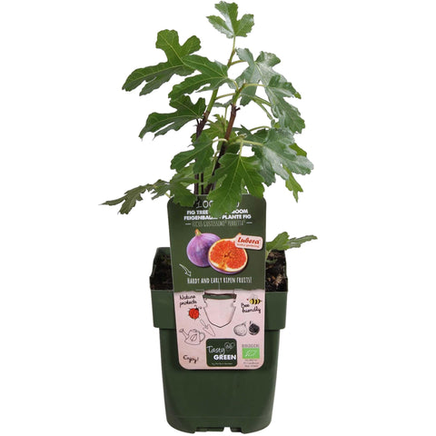 Ficus Gustissimo Perretta - Ø13 - ↨45cm