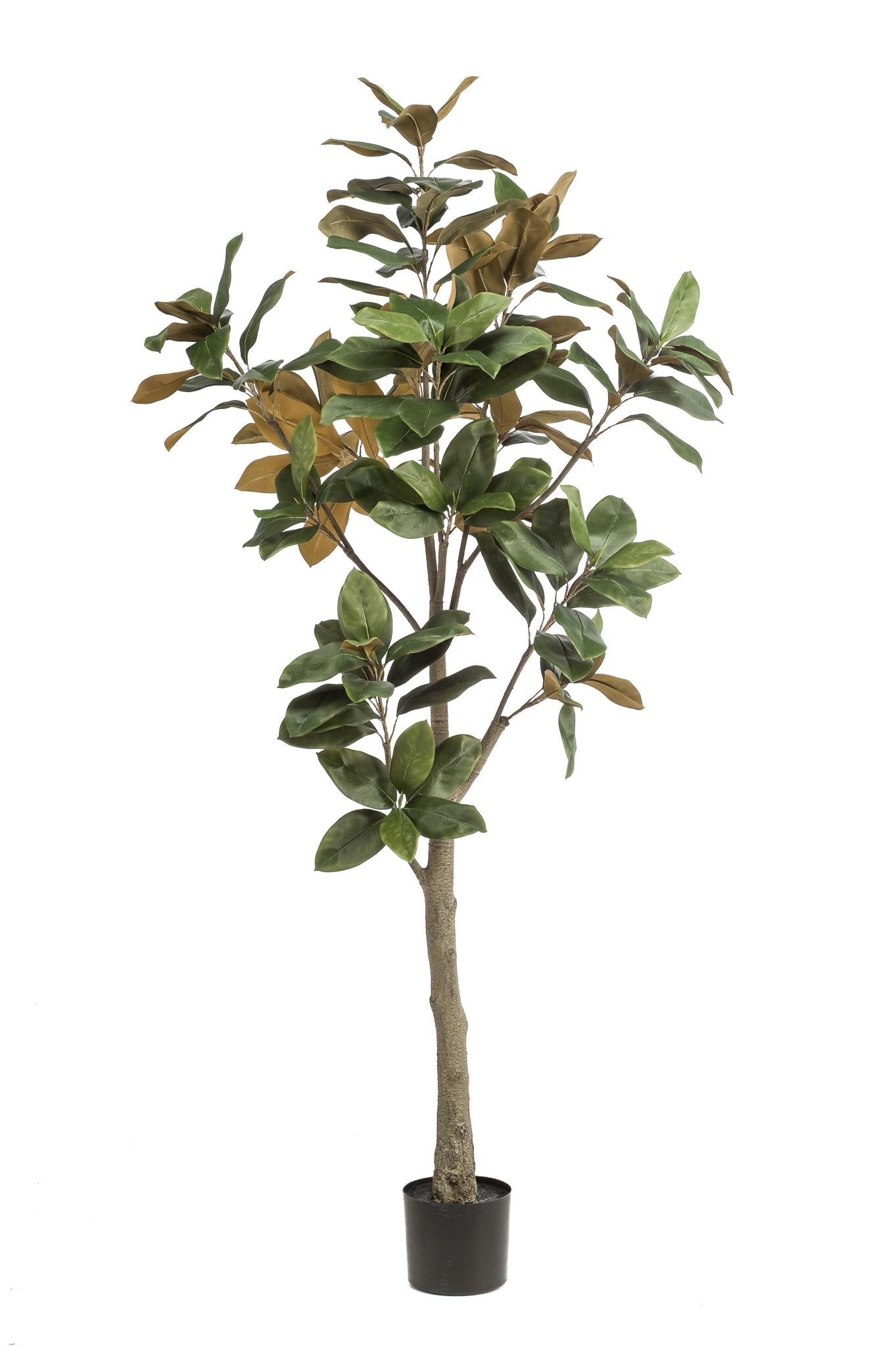 Kunstpflanze - Magnolia Grandiflora - 180 cm