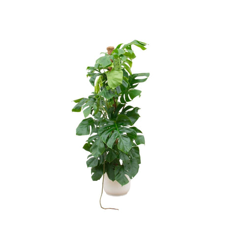 Kombi-Angebot - Monstera Pertusum XL inkl.  elho Vibes Fold Rund Weiß Ø30 - 150 cm