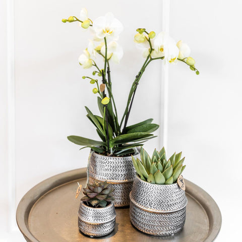 Kolibri Company - Pflanzenset Groove silber | Set mit weißer Phalaenopsis Orchidee Amabilis Ø9cm und grüner Sukkulente Crassula Ovata Ø6cm | inkl. silbernen Keramik-Ziertöpfen