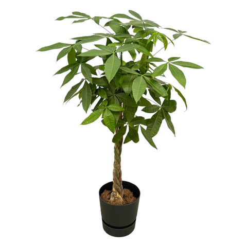 Pachira Aquatica inkl. elho Greenville Rund Schwarz - 160cm - Ø30