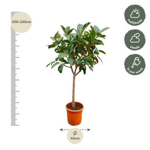 Ficus Elastica Robusta auf Stamm - 210cm - ø40