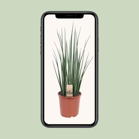 Sansevieria Mikado - Ø19cm - ↕70cm