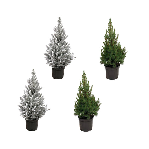 Weihnachtsbaum-Paket - 2x Picea + 2x Picea mit Schnee - 60 cm