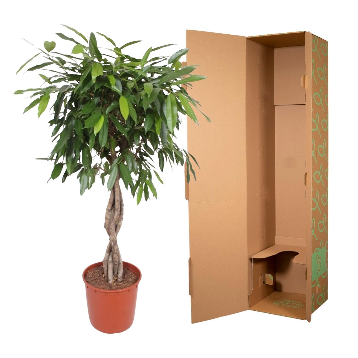 Ficus Amstel King mit geflochtenem Stamm - 140 cm - ø34