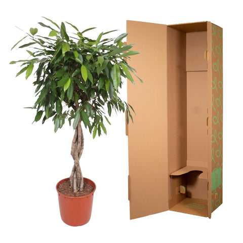 Ficus Amstel King mit geflochtenem Stamm - 140 cm - ø34