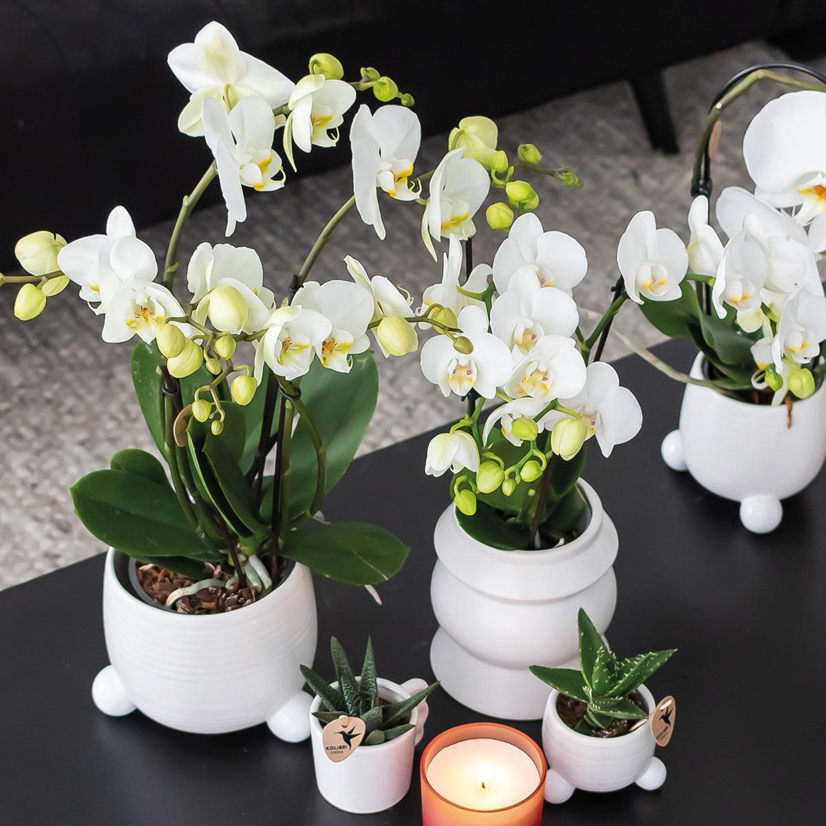 Kolibri Home | Rollender weißer Blumentopf - weißer Keramik-Ziertopf - Ø6cm