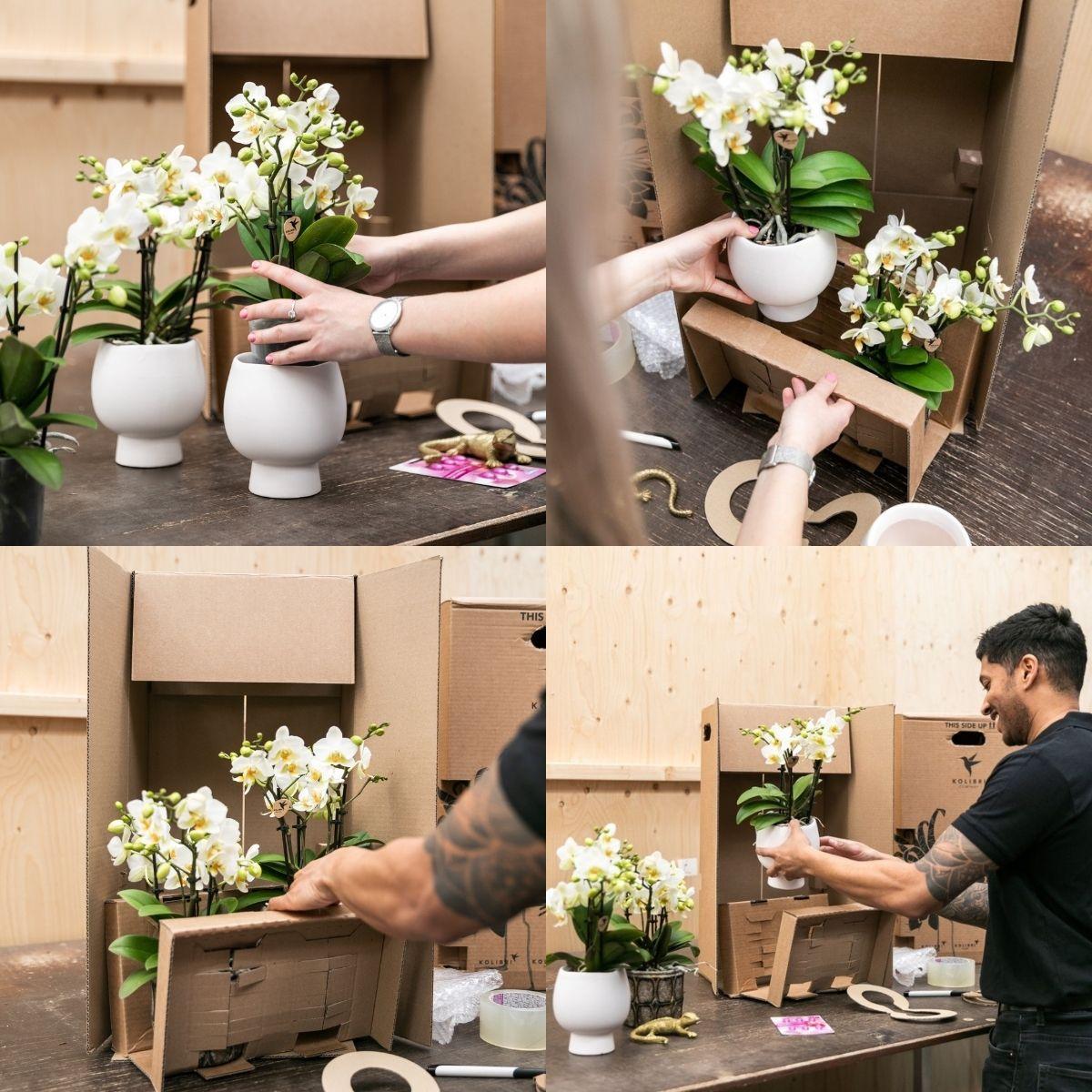 Kolibri Orchids | Pflanzenset Home Hub grau klein | Grünpflanzen mit weißer Phalaenopsis-Orchidee in kupferfarbenen Deko-Töpfen und schwarzem Tablett