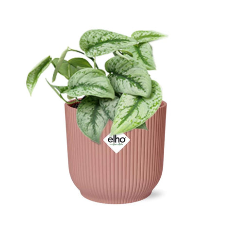 Scindapsus Pictus ‘Trebie’ in elho Vibes Fold 14cm Rosa