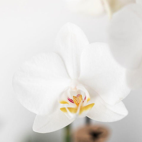 Kolibri Orchids | Pflanzenset Home Hub grau klein | Grünpflanzen mit weißer Phalaenopsis-Orchidee in kupferfarbenen Deko-Töpfen und schwarzem Tablett