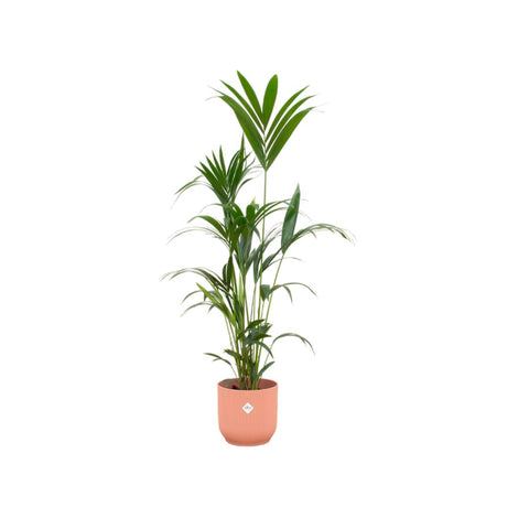 Kombi-Angebot - Kentia-Palme inkl. elho Vibes Fold Rund Rosa Ø30 - 160 cm