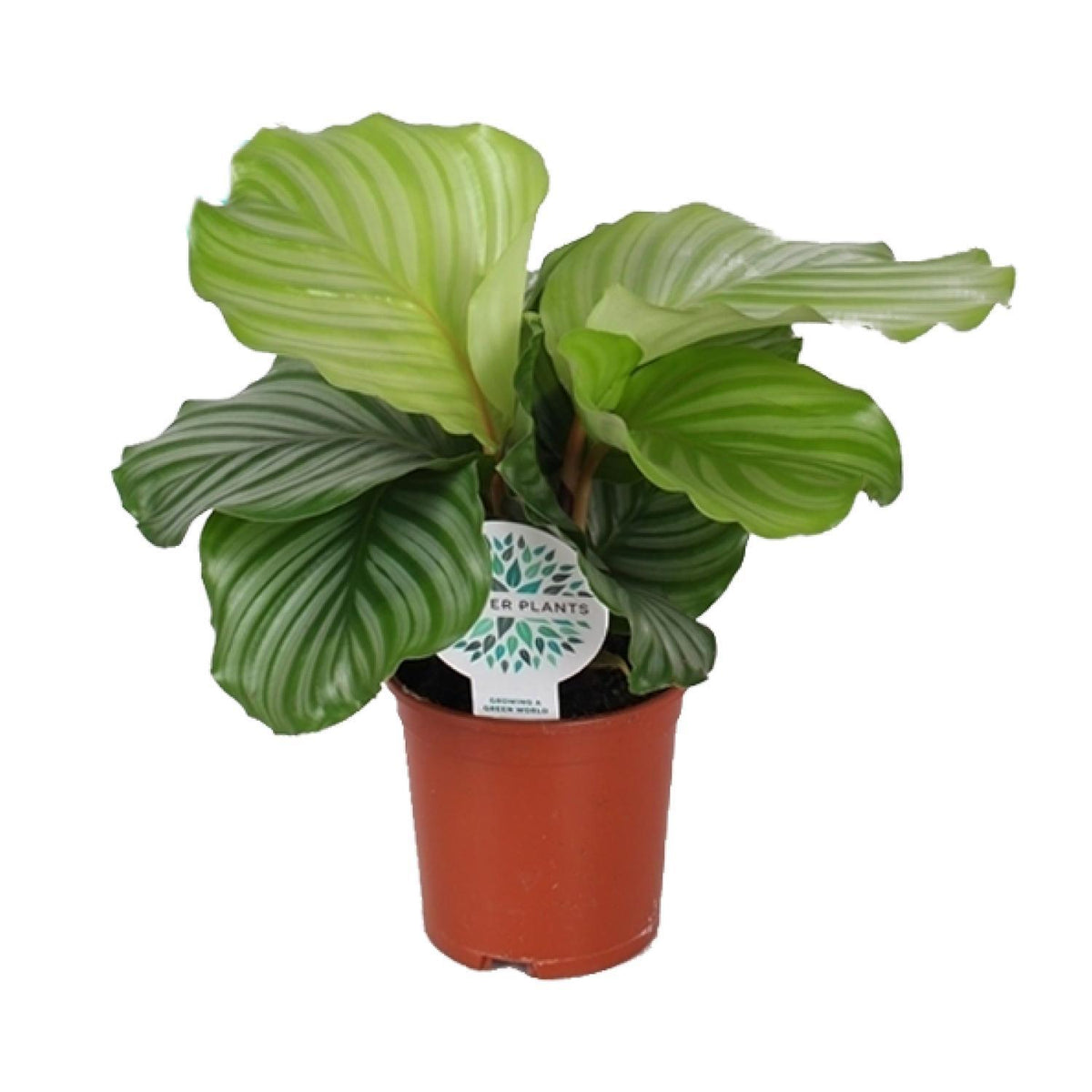 Calathea Orbifolia - Ø14cm - ↕45cm