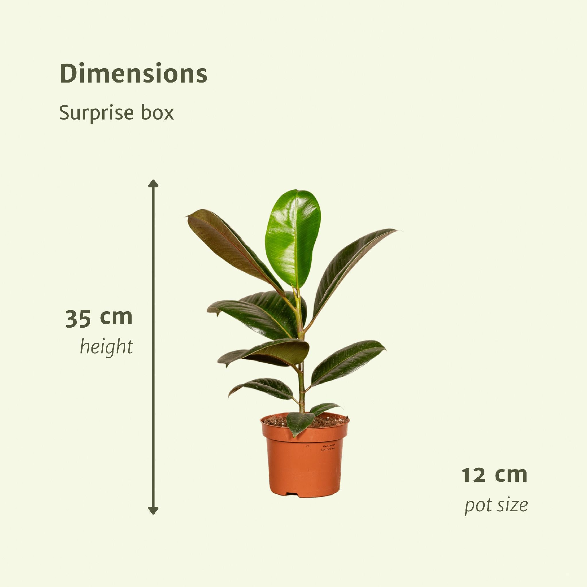 5x Überraschungsbox - x6