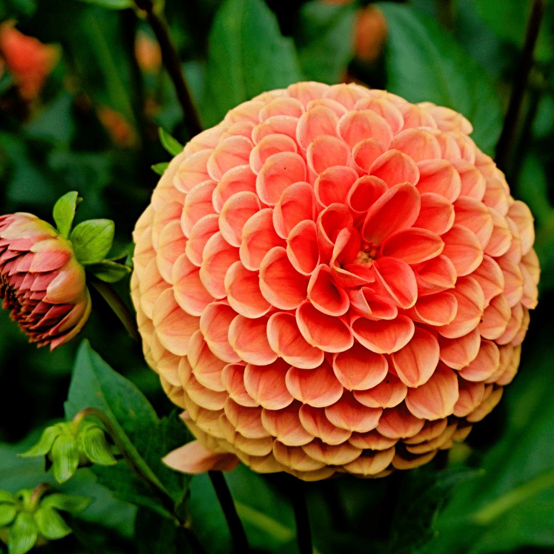 Flowerbulbs Amsterdam - Mix Orange Pride, Dahlia Playa Blanca & Dahlia Ralphie, 24 dahlia's, 4 m2 dahlia plezier