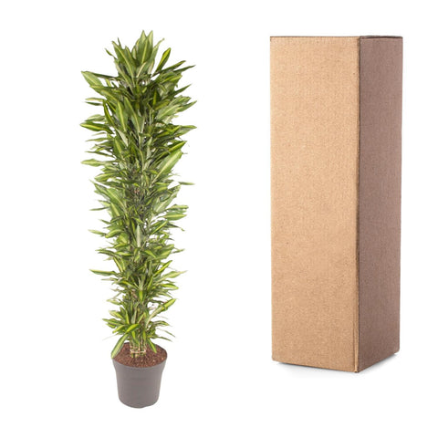 Dracaena Cintho verzweigt - 210 cm - ø40