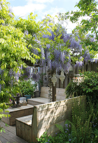 2x - Wisteria sinensis 'Caroline' - ↨65cm - Ø15