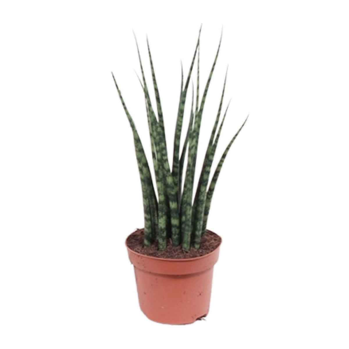 Sansevieria Fernwood Mikado - Ø12cm - ↕40cm