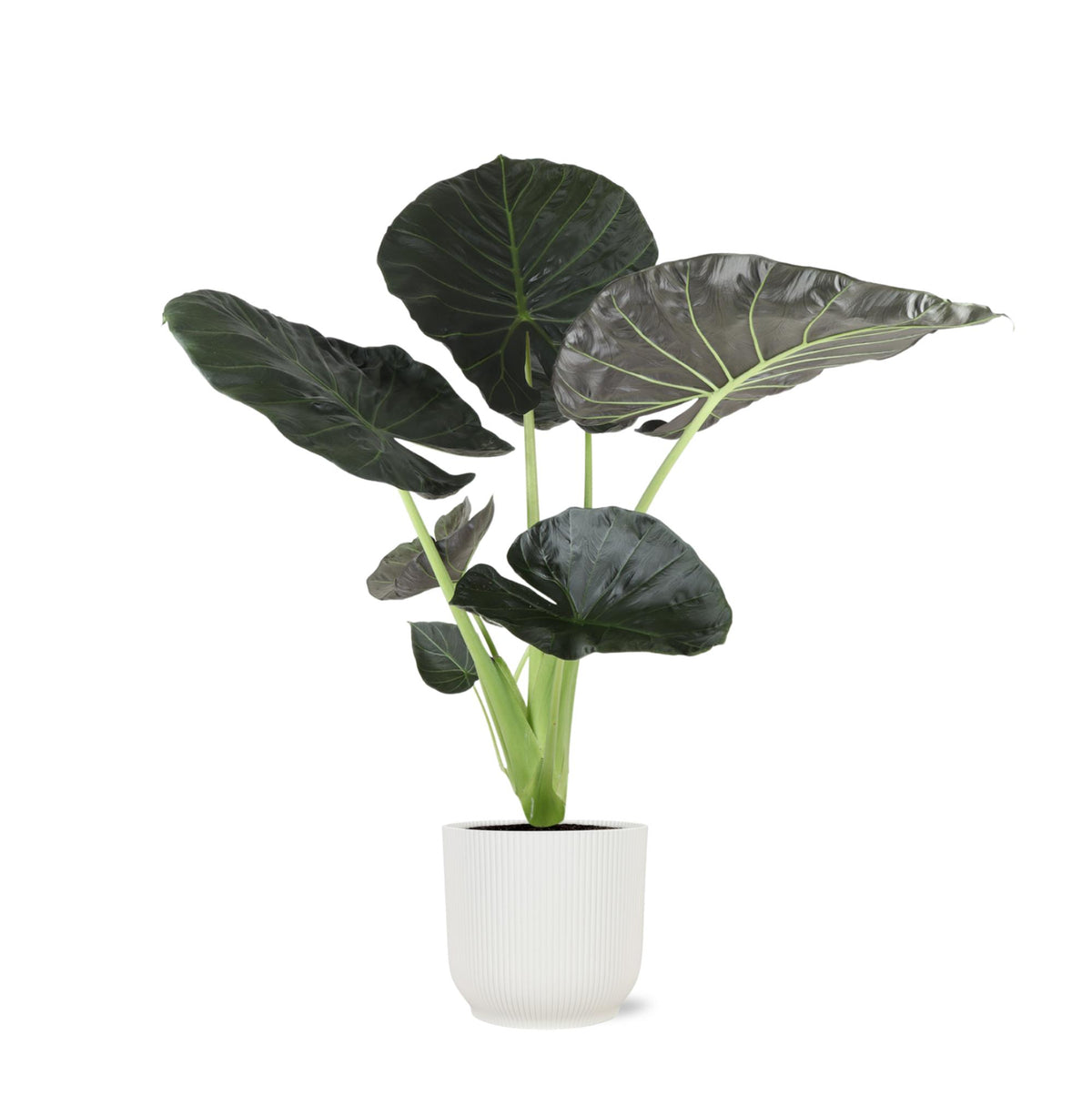 Alocasia Regal Shield Ø21cm - ↕100cm in Vibes Weiß Topf