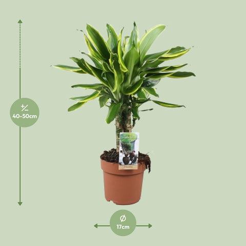 Dracaena Golden Coast - Ø17 ↕50
