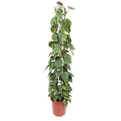 Philodendron Scandens Brasil Gittergestell - 160 cm - ø27