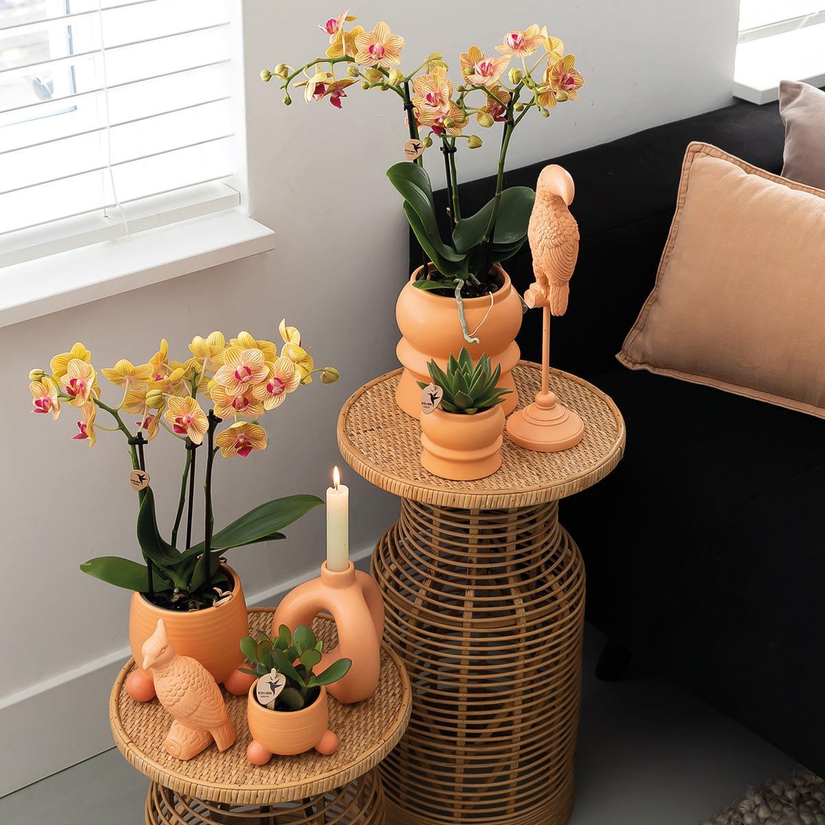 Kolibri Orchids | Orange Phalaenopsis orchid - Jamaica + Rolling dekorativer Topf Pfirsich - Topfgröße Ø9cm - 35cm hoch | blühende Zimmerpflanze im Blumentopf - frisch vom Züchter