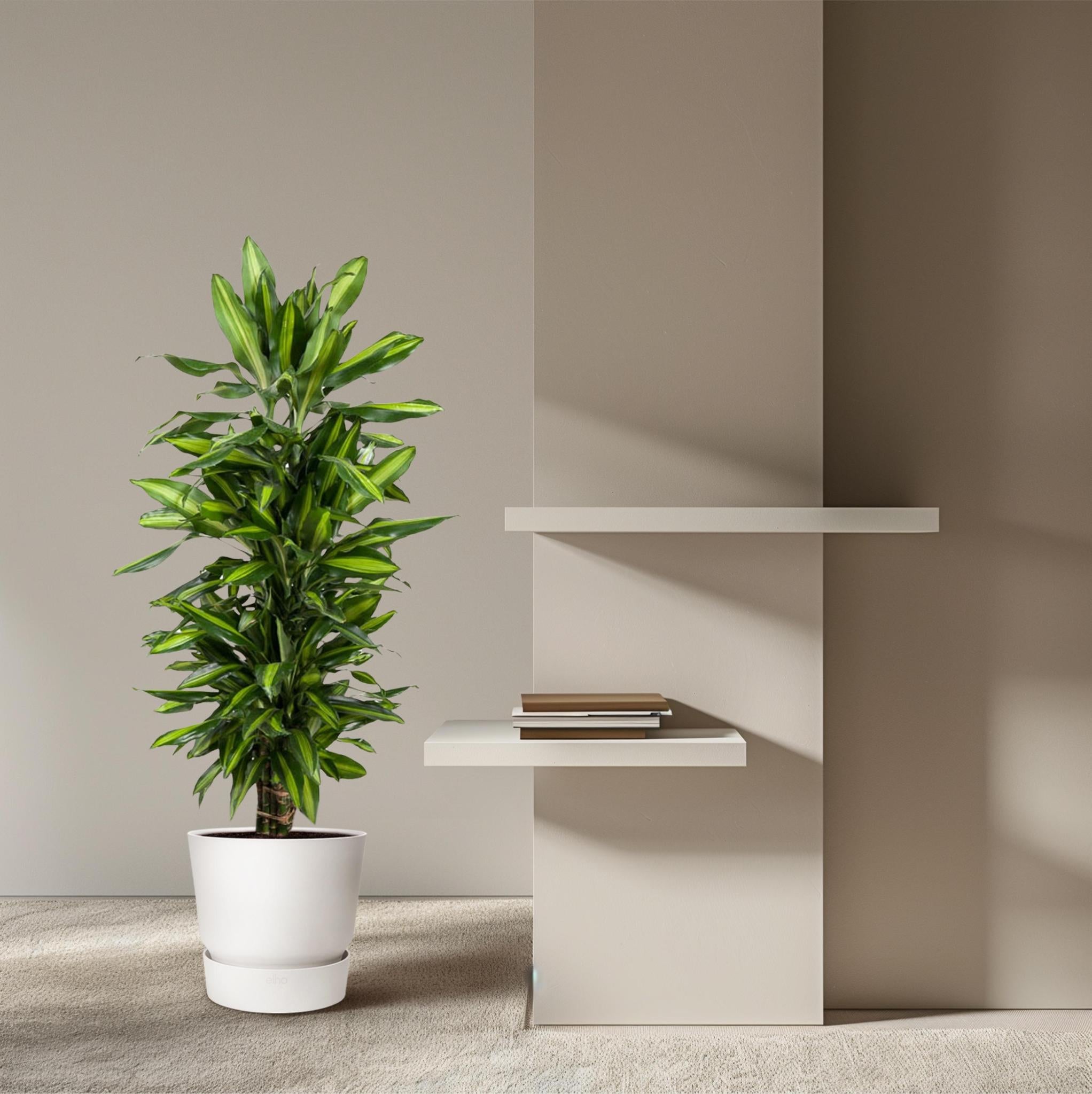 Dracaena Cintho verzweigt - 120 cm - ø27