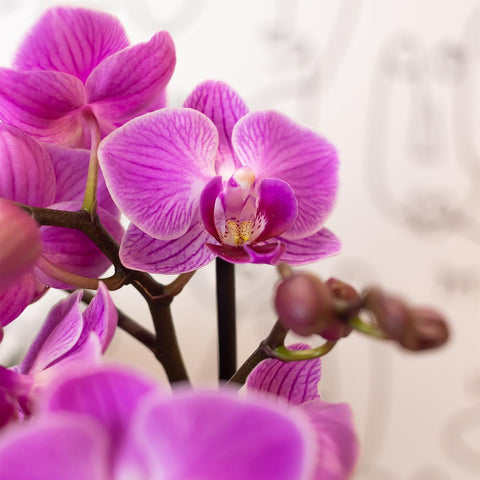 Kolibri Orchids | Lila/rosa Phalaenopsis Orchidee - Mineral Vienna - Topfgröße Ø9cm | blühende Zimmerpflanze - frisch vom Züchter