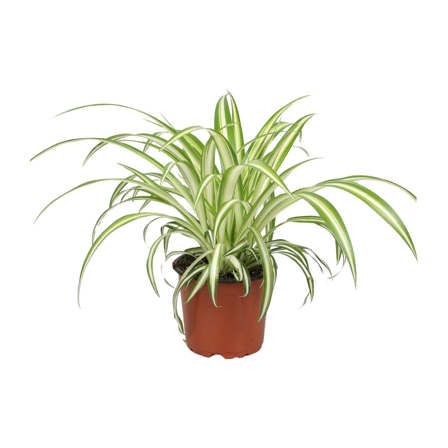 Chlorophytum Ø12cm - ↕12cm